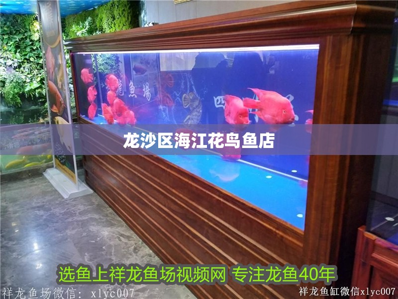 龍沙區(qū)海江花鳥魚店