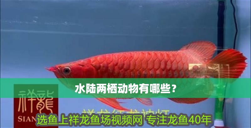 水陸兩棲動物有哪些？