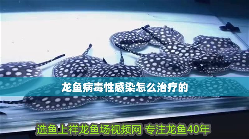 龍魚病毒性感染怎么治療的