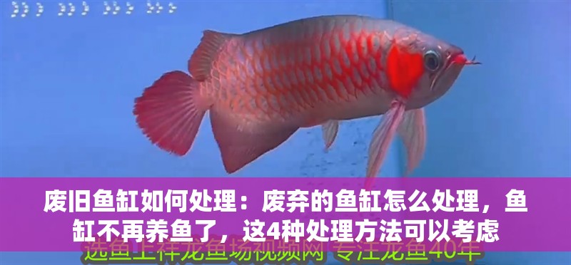 廢舊魚缸如何處理：廢棄的魚缸怎么處理，魚缸不再養(yǎng)魚了，這4種處理方法可以考慮