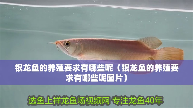 銀龍魚的養(yǎng)殖要求有哪些呢（銀龍魚的養(yǎng)殖要求有哪些呢圖片）