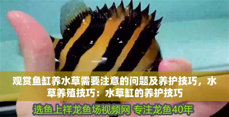 觀賞魚缸養水草需要注意的問題及養護技巧，水草養殖技巧：水草缸的養護技巧