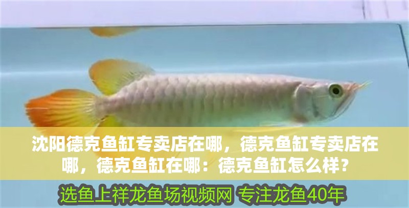 沈陽德克魚缸專賣店在哪，德克魚缸專賣店在哪，德克魚缸在哪：德克魚缸怎么樣？