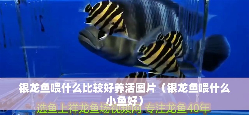 銀龍魚喂什么比較好養活圖片（銀龍魚喂什么小魚好）