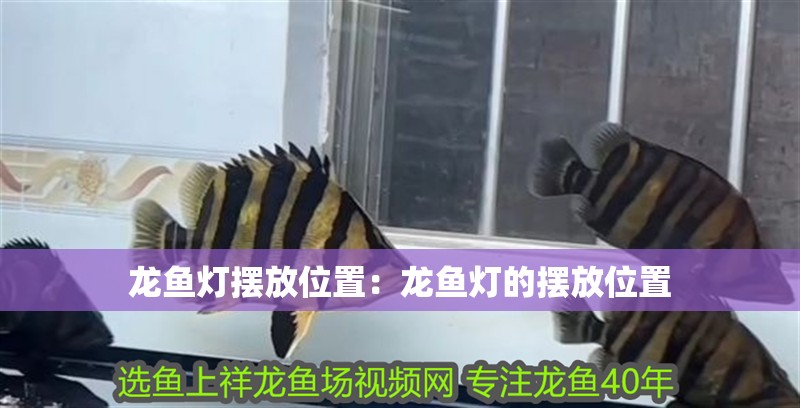 龍魚燈擺放位置：龍魚燈的擺放位置