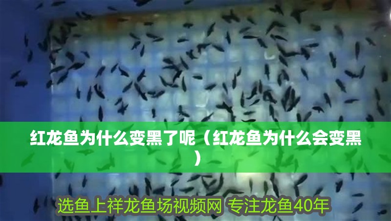 紅龍魚為什么變黑了呢（紅龍魚為什么會變黑） 紅龍魚為什么變黑了呢（紅龍魚為什么會變黑） 龍魚百科