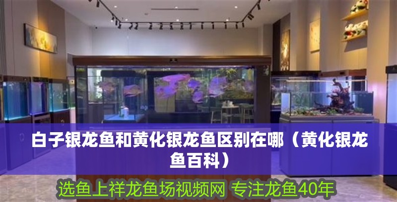 白子銀龍魚和黃化銀龍魚區(qū)別在哪（黃化銀龍魚百科）