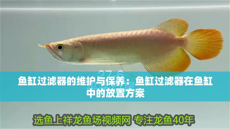 魚缸過濾器的維護與保養：魚缸過濾器在魚缸中的放置方案