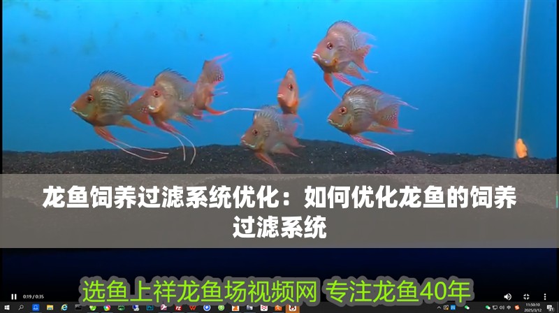 龍魚飼養過濾系統優化：如何優化龍魚的飼養過濾系統