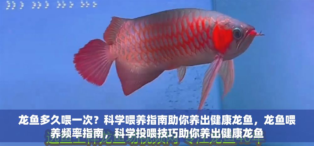 龍魚多久喂一次？科學喂養指南助你養出健康龍魚，龍魚喂養頻率指南，科學投喂技巧助你養出健康龍魚 龍魚多久喂一次？科學喂養指南助你養出健康龍魚，龍魚喂養頻率指南，科學投喂技巧助你養出健康龍魚 龍魚百科 第1張