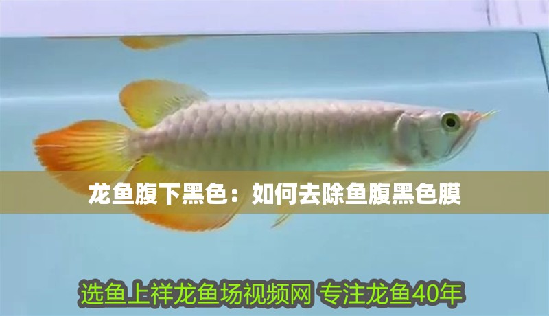 龍魚腹下黑色：如何去除魚腹黑色膜