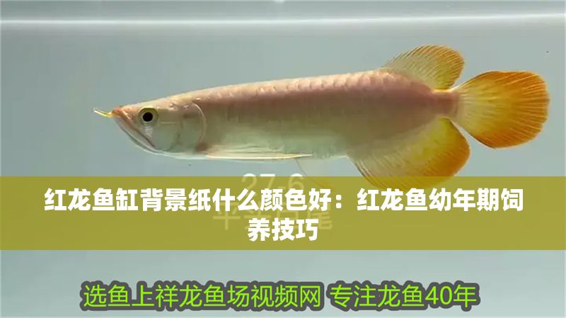 紅龍魚缸背景紙什么顏色好：紅龍魚幼年期飼養技巧
