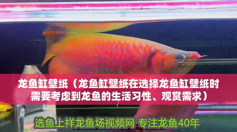 龍魚缸壁紙（龍魚缸壁紙在選擇龍魚缸壁紙時需要考慮到龍魚的生活習性、觀賞需求）
