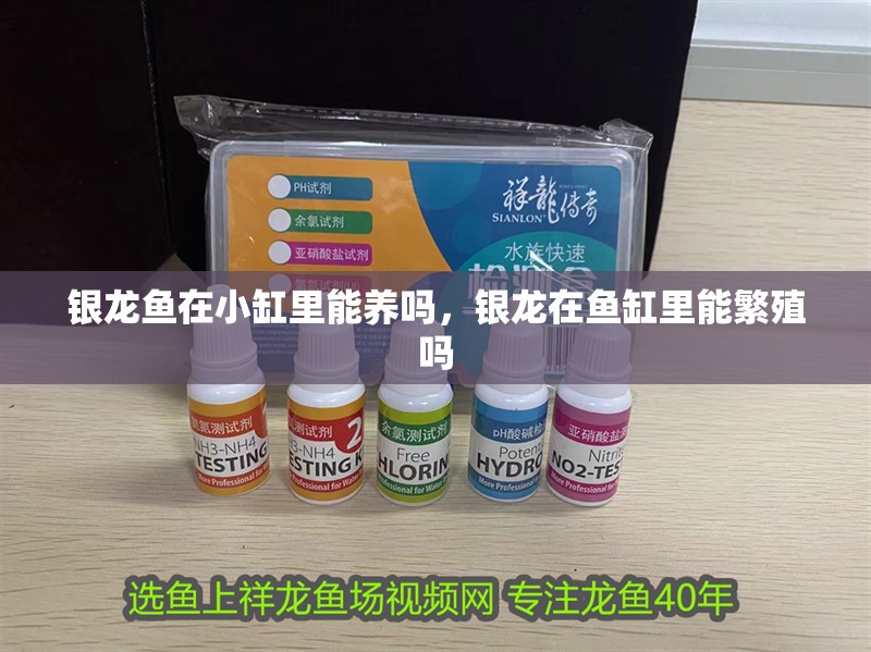 銀龍魚在小缸里能養嗎，銀龍在魚缸里能繁殖嗎