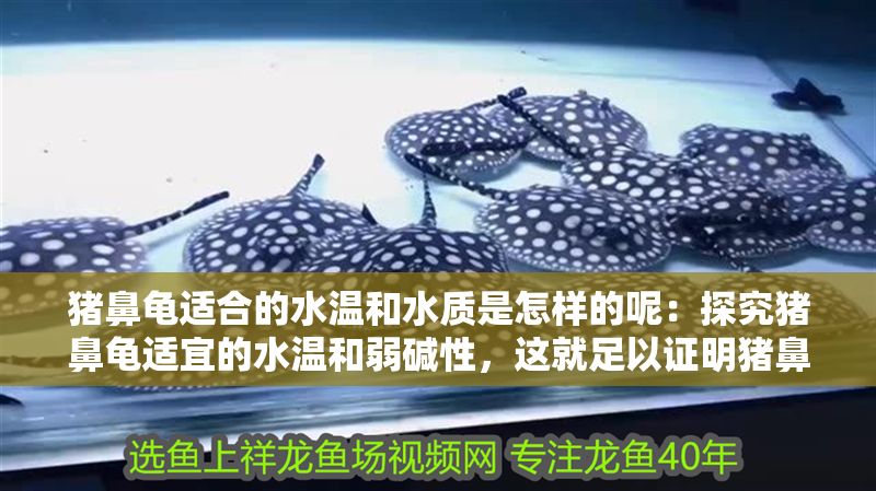 豬鼻龜適合的水溫和水質是怎樣的呢：探究豬鼻龜適宜的水溫和弱堿性，這就足以證明豬鼻龜適合的水溫和水質 豬鼻龜適合的水溫和水質是怎樣的呢：探究豬鼻龜適宜的水溫和弱堿性，這就足以證明豬鼻龜適合的水溫和水質 豬鼻龜百科 第1張