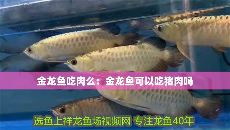 金龍魚吃肉么：金龍魚可以吃豬肉嗎