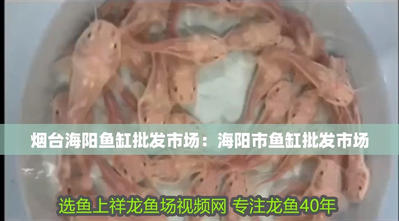 給大魚缸換水的作文:體驗給大魚缸換水的樂趣:體驗給大魚缸換水:給大魚缸換水的作文 煙臺海陽魚缸批發市場:海陽市魚缸批發市場 魚缸百科 煙臺海陽魚缸批發市場:海陽市魚缸批發市場 煙臺海陽魚缸批發市場:海陽市魚缸批發市場 魚缸百科