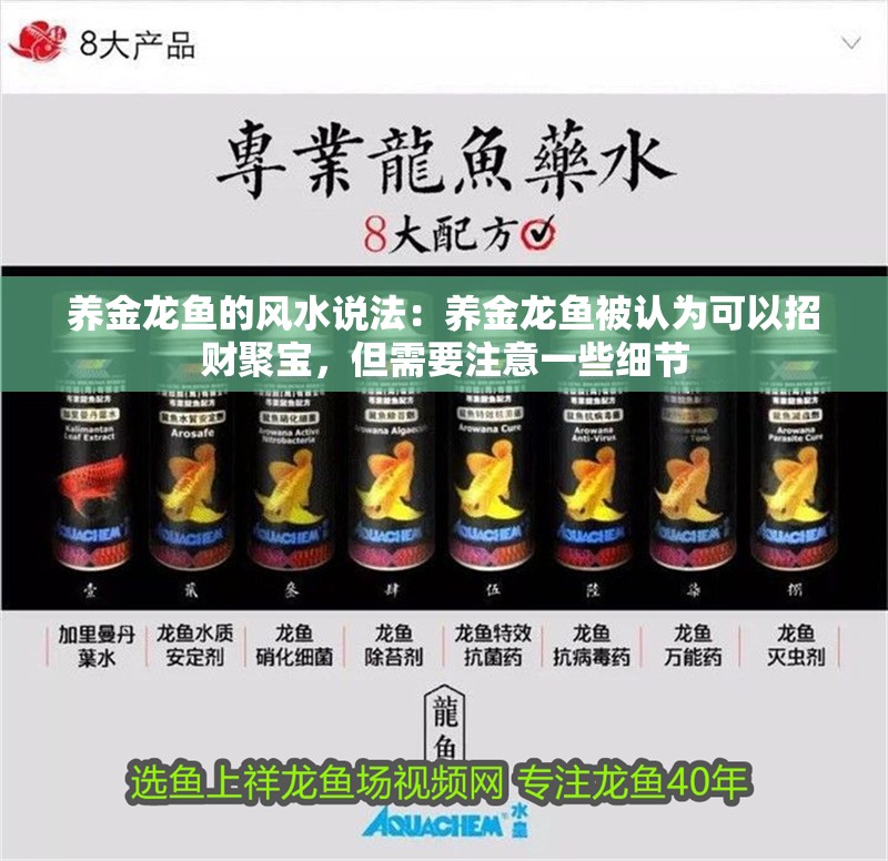 養金龍魚的風水說法：養金龍魚被認為可以招財聚寶，但需要注意一些細節
