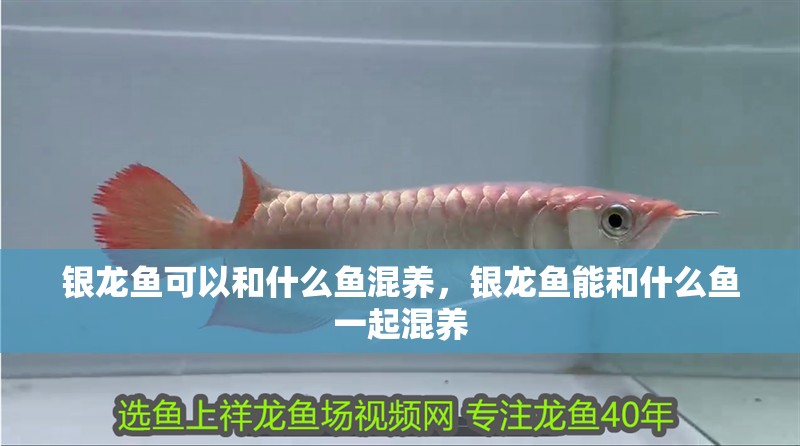 銀龍魚可以和什么魚混養，銀龍魚能和什么魚一起混養