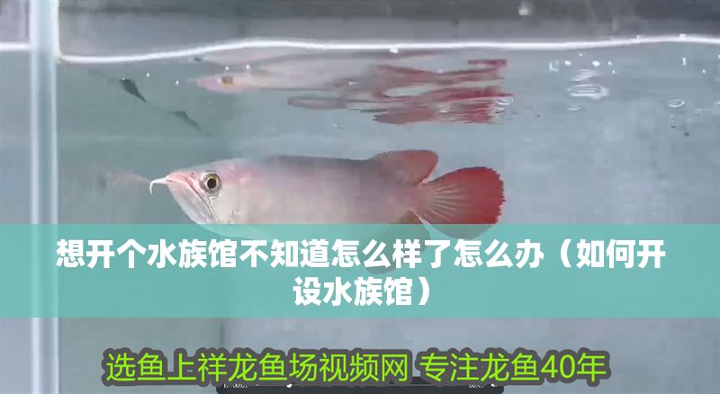 想開個(gè)水族館不知道怎么樣了怎么辦（如何開設(shè)水族館）
