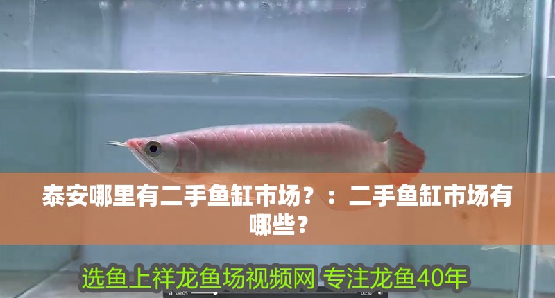 泰安哪里有二手魚缸市場？：二手魚缸市場有哪些？