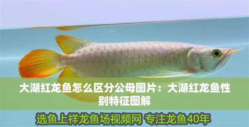 大湖紅龍魚怎么區分公母圖片：大湖紅龍魚性別特征圖解 大湖紅龍魚怎么區分公母圖片：大湖紅龍魚性別特征圖解 大湖紅龍魚百科 第2張