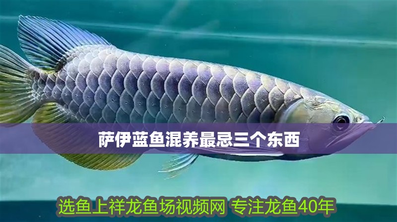 薩伊藍魚混養最忌三個東西