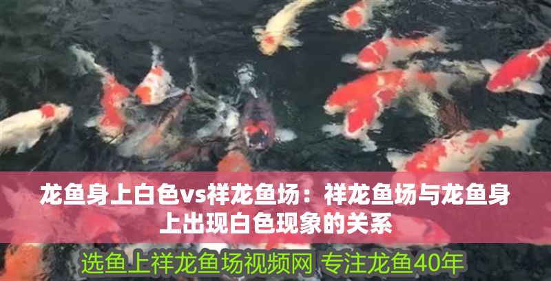 龍魚身上白色vs祥龍魚場：祥龍魚場與龍魚身上出現白色現象的關系