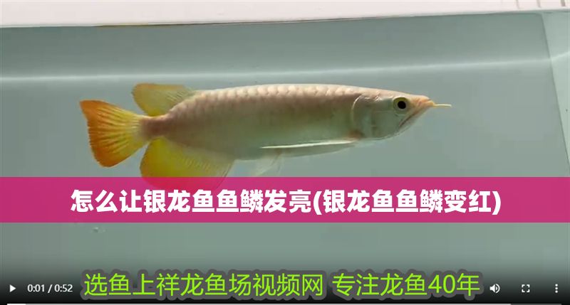 怎么讓銀龍魚魚鱗發(fā)亮(銀龍魚魚鱗變紅)