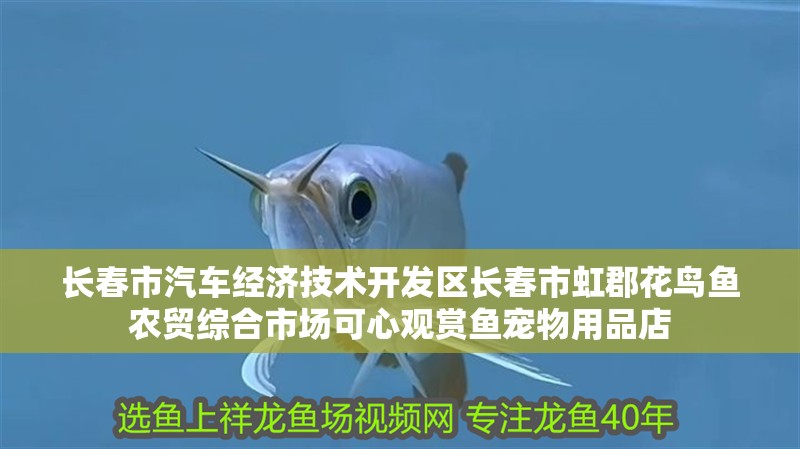 長春市汽車經濟技術開發區長春市虹郡花鳥魚農貿綜合市場可心觀賞魚寵物用品店