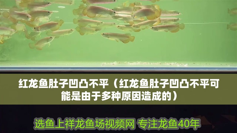 紅龍魚肚子凹凸不平（紅龍魚肚子凹凸不平可能是由于多種原因造成的） 紅龍魚肚子凹凸不平（紅龍魚肚子凹凸不平可能是由于多種原因造成的） 龍魚百科