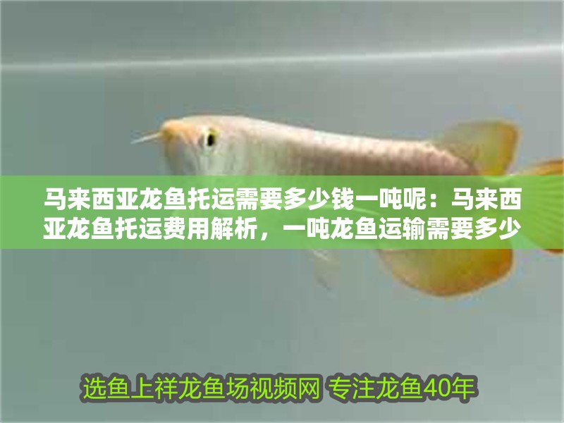馬來西亞龍魚托運(yùn)需要多少錢一噸呢：馬來西亞龍魚托運(yùn)費(fèi)用解析，一噸龍魚運(yùn)輸需要多少錢？