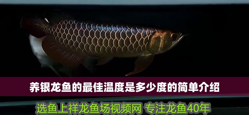 養銀龍魚的最佳溫度是多少度的簡單介紹