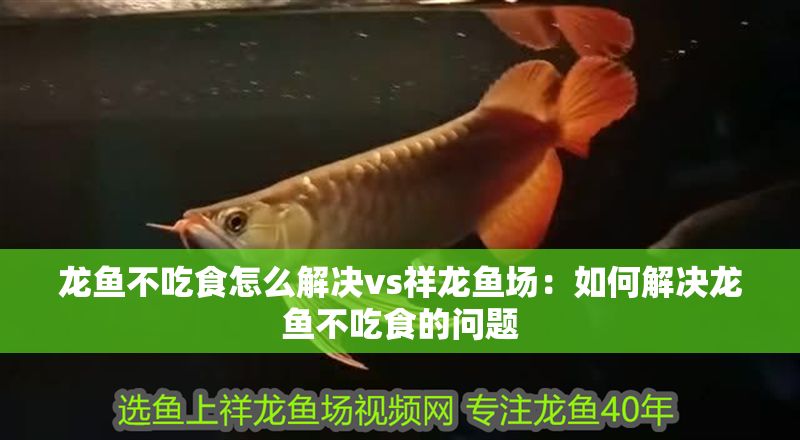 龍魚不吃食怎么解決vs祥龍魚場：如何解決龍魚不吃食的問題 龍魚不吃食怎么解決vs祥龍魚場：如何解決龍魚不吃食的問題 vs祥龍魚場 第1張