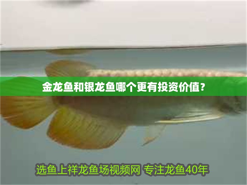 金龍魚和銀龍魚哪個(gè)更有投資價(jià)值？