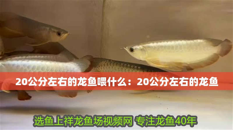 20公分左右的龍魚喂什么：20公分左右的龍魚