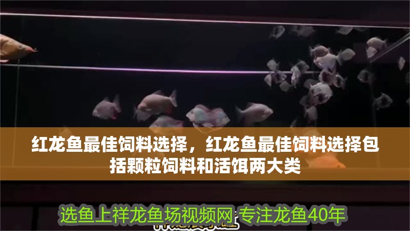 魚缸用增氧泵價格是多少:魚缸增氧機-xtrac增氧機-xtrac增氧機 紅龍魚最佳飼料選擇,紅龍魚最佳飼料選擇包括顆粒飼料和活餌兩大類 龍魚百科 紅龍魚最佳飼料選擇,紅龍魚最佳飼料選擇包括顆粒飼料和活餌兩大類 紅龍魚最佳飼料選擇,紅龍魚最佳飼料選擇包括顆粒飼料和活餌兩大類 龍魚百科