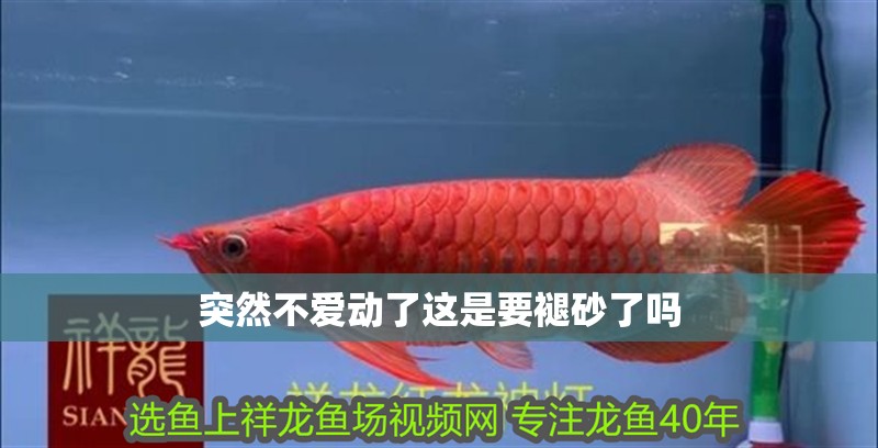 突然不愛動了這是要褪砂了嗎