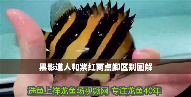 黑影道人和紫紅兩點鯽區別圖解 黑影道人和紫紅兩點鯽區別圖解 龍魚論壇