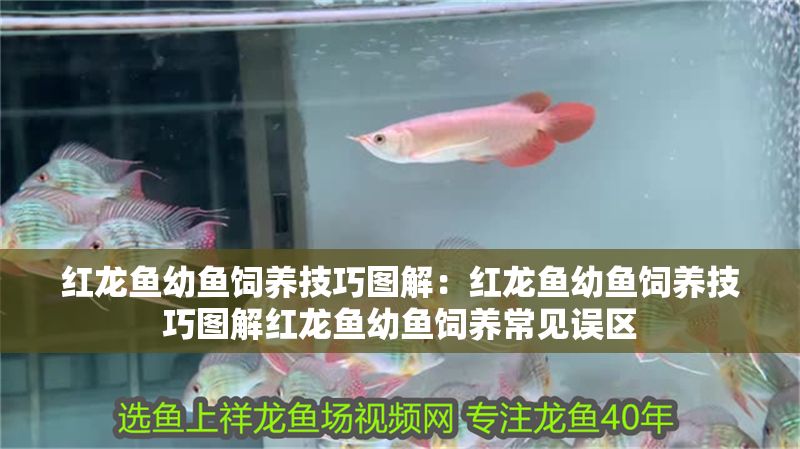 紅龍魚幼魚飼養技巧圖解：紅龍魚幼魚飼養技巧圖解紅龍魚幼魚飼養常見誤區