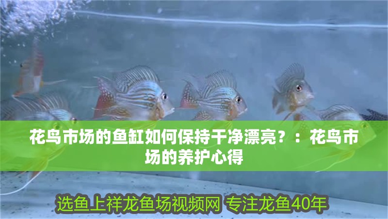花鳥市場(chǎng)的魚缸如何保持干凈漂亮？：花鳥市場(chǎng)的養(yǎng)護(hù)心得