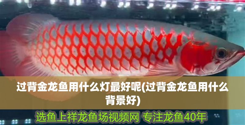 過背金龍魚用什么燈最好呢(過背金龍魚用什么背景好)