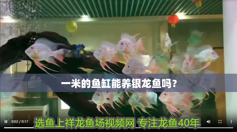 一米的魚缸能養(yǎng)銀龍魚嗎？