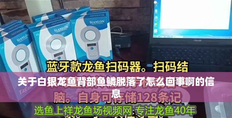 關于白銀龍魚背部魚鱗脫落了怎么回事啊的信息
