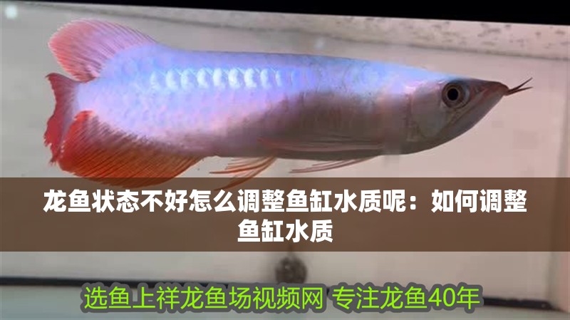 龍魚狀態不好怎么調整魚缸水質呢：如何調整魚缸水質