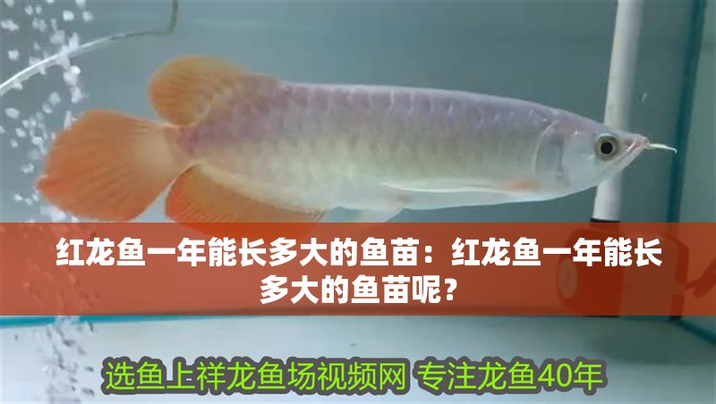 紅龍魚一年能長多大的魚苗：紅龍魚一年能長多大的魚苗呢？