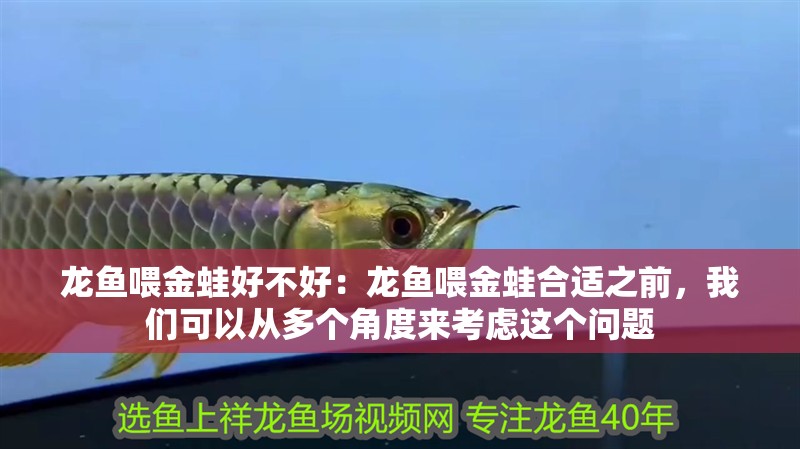 龍魚喂金蛙好不好：龍魚喂金蛙合適之前，我們可以從多個角度來考慮這個問題