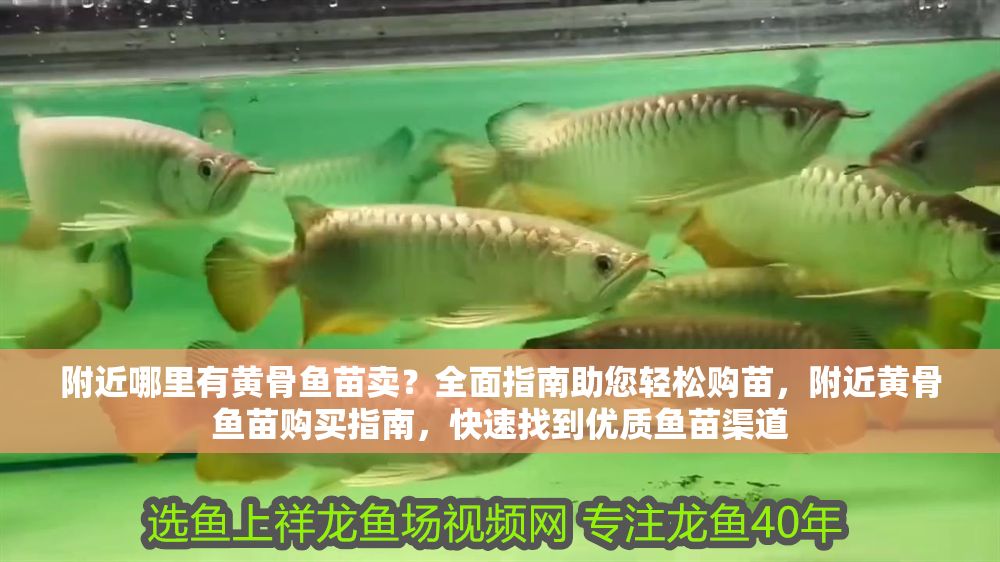 附近哪里有黃骨魚苗賣？全面指南助您輕松購苗，附近黃骨魚苗購買指南，快速找到優質魚苗渠道