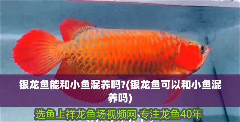 銀龍魚能和小魚混養(yǎng)嗎?(銀龍魚可以和小魚混養(yǎng)嗎)