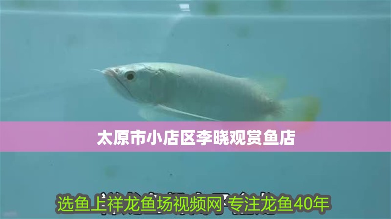 太原市小店區(qū)李曉觀賞魚店